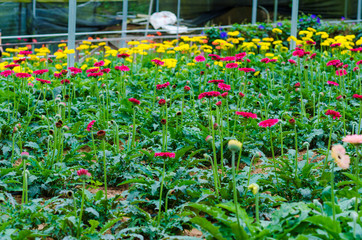Chrysanthemum flower blossom field