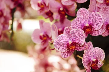 Fototapete Blumen und Pflanzen Nahaufnahme von Orchideen blüht die Königin der Blumen in Thailand