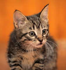 Gray fluffy striped kitten sits on a floor.