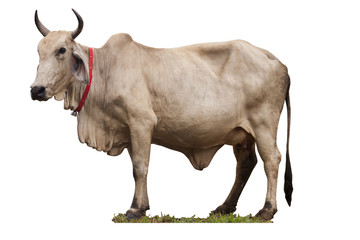Cow isolated on white