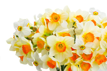 Fresh spring orange and yellow daffodils flowers posy isolated over white background