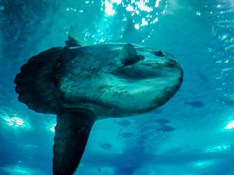 Ocean&aacute;rio Lisboa