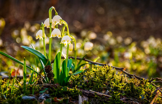 snowflake, first flowers of spring