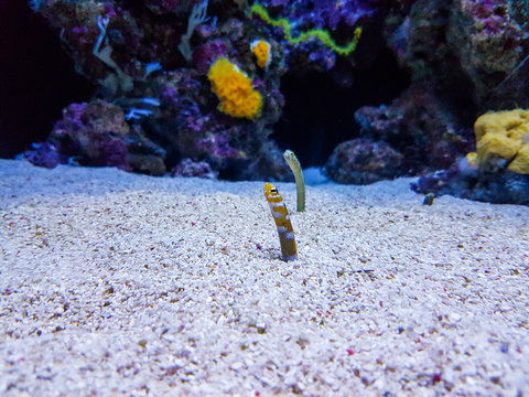 Ocean&aacute;rio lisboa