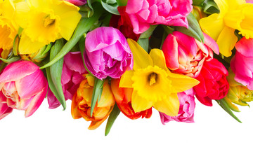 Fototapeta na wymiar fresh pink, purple and red tulips and yellow daffodils flowers border isolated on white background