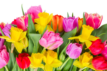 fresh pink, purple and red tulips and yellow daffodils flowers border isolated on white background