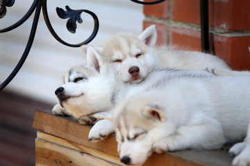 Siberian Husky puppy