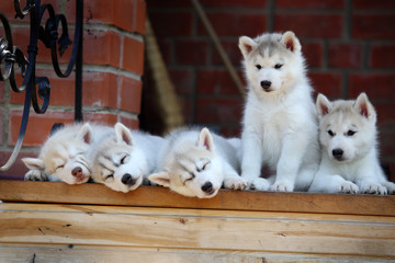 Siberian Husky puppy