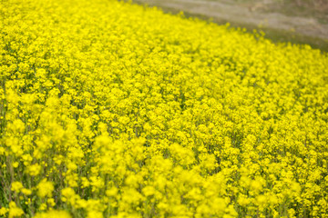 菜の花畑（愛媛県大洲市）