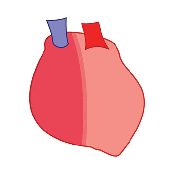 Realistic heart symbol color