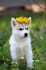 Siberian Husky puppy