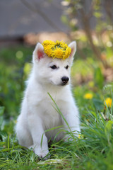 siberian husky puppy