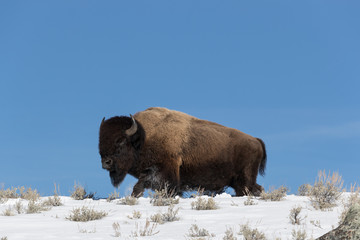 American bison
