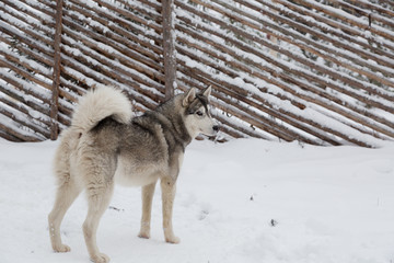 Husky dog standing in the snow