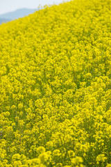 菜の花畑（愛媛県大洲市）