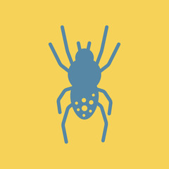 spider insect