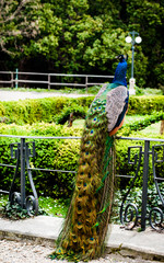 Fototapeta premium peacock sitting on a railing in the park of arenzano genoa italy
