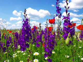 Summer wildflowers and clouds
