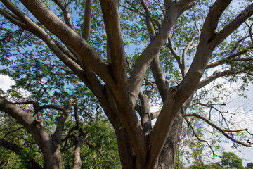 Fototapeta premium tree