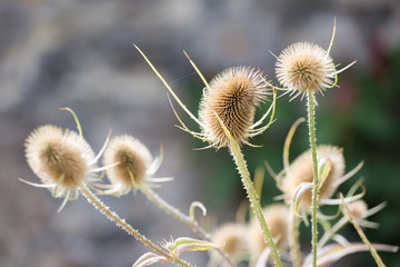 withered thistles