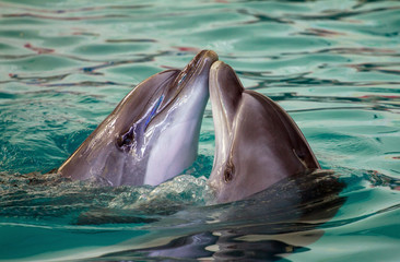 two dolphins swimming together