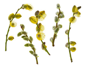 pussy willow branches set