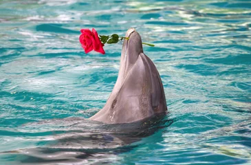 Crédence de cuisine en verre imprimé Dauphin dolphin holding flower in mouth