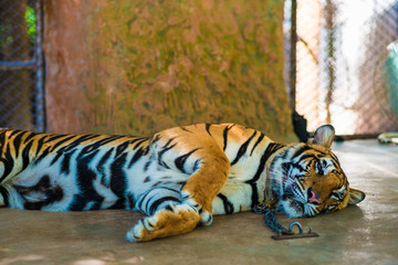 Tiger sleep on floor