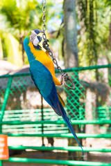 Blue yellow macaw colorful bird