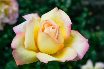 Flowering summer rose in bud