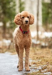 Standard poodle standing in the springtime forest ready for action. Outdoor dog portrait