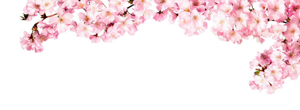 Kirschblüten als Panorama Hintergrund