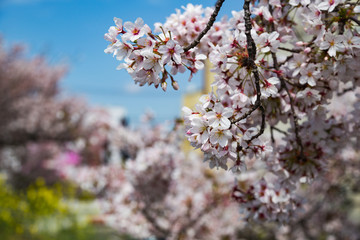 banqute of sakura blooming