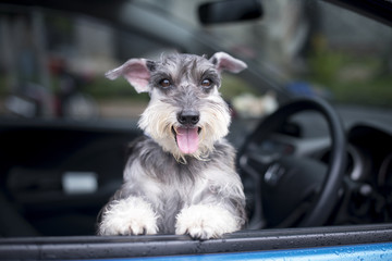 happy dog in a car