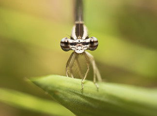 Damselfly ready to take off. A concept of life.