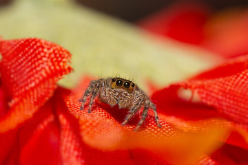 Jumping spider captured among red flowers