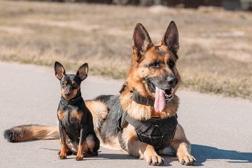 Brown German Sheepdog Alsatian Wolf Dog Sitting On Road In Sunny