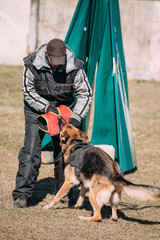 German Shepherd Dog training. Biting dog.
