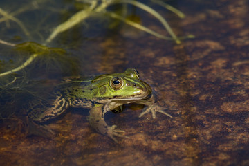 Green frog in the pond