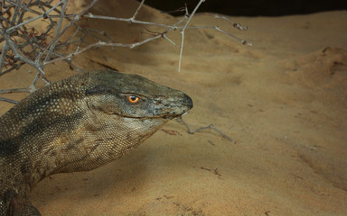 Monitor lizard head