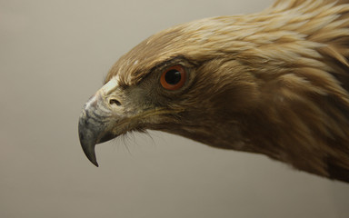 Hawk's head