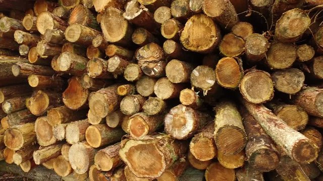 A pile of felled pine trees from a forest in England, UK.