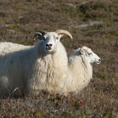 Naklejka premium Iceland