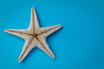 Fototapeta na wymiar isolate starfish on blue background