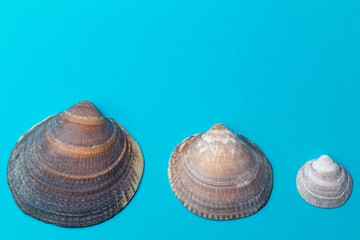 Fototapeta na wymiar three shells on blue background 