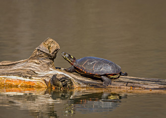 Painted turtle crawling on log