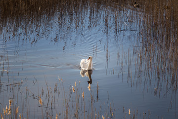 A beautiful white swan swimming in a lake with reeds