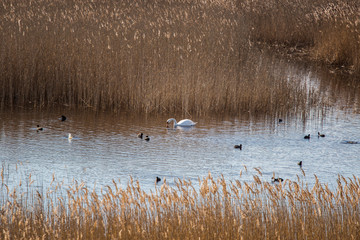 A beautiful white swan swimming in a lake with reeds