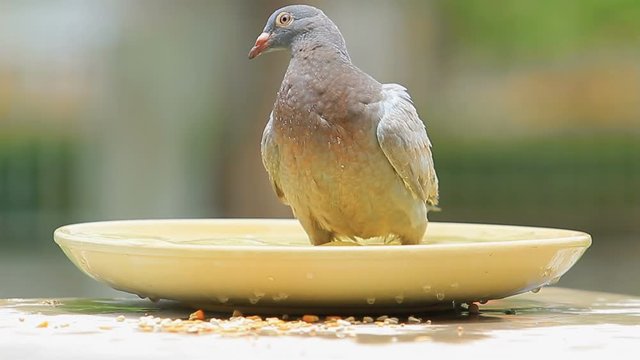 pigeon bird bathing in water jar