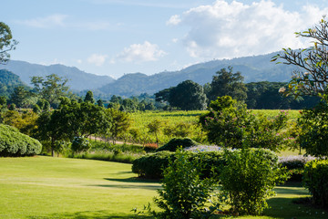 Grape garden and mountains in daylight. Beautiful natural landscape in the summer time